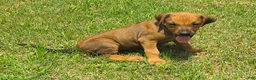 Rhodesian Ridgeback dogs for sale: Rhodesian Ridgeback 2 - Ad 4