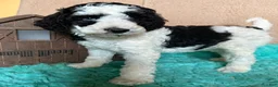 Labradoodle dogs for sale: Labradoodle 4 - Ad 2