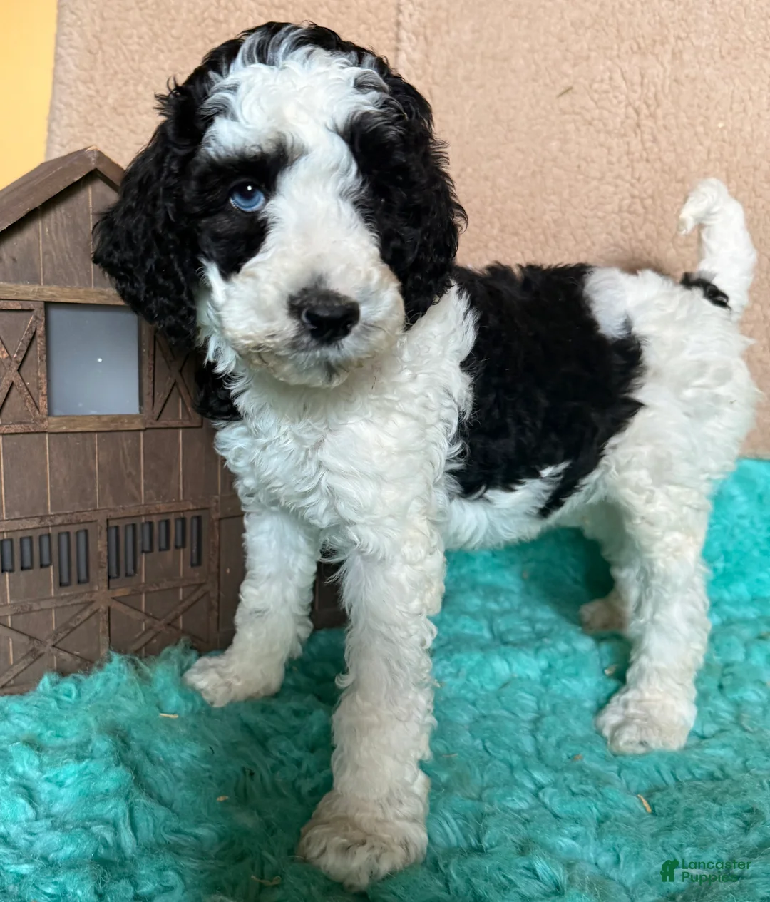 Labradoodle dogs for sale: Labradoodle 4 - Ad 2