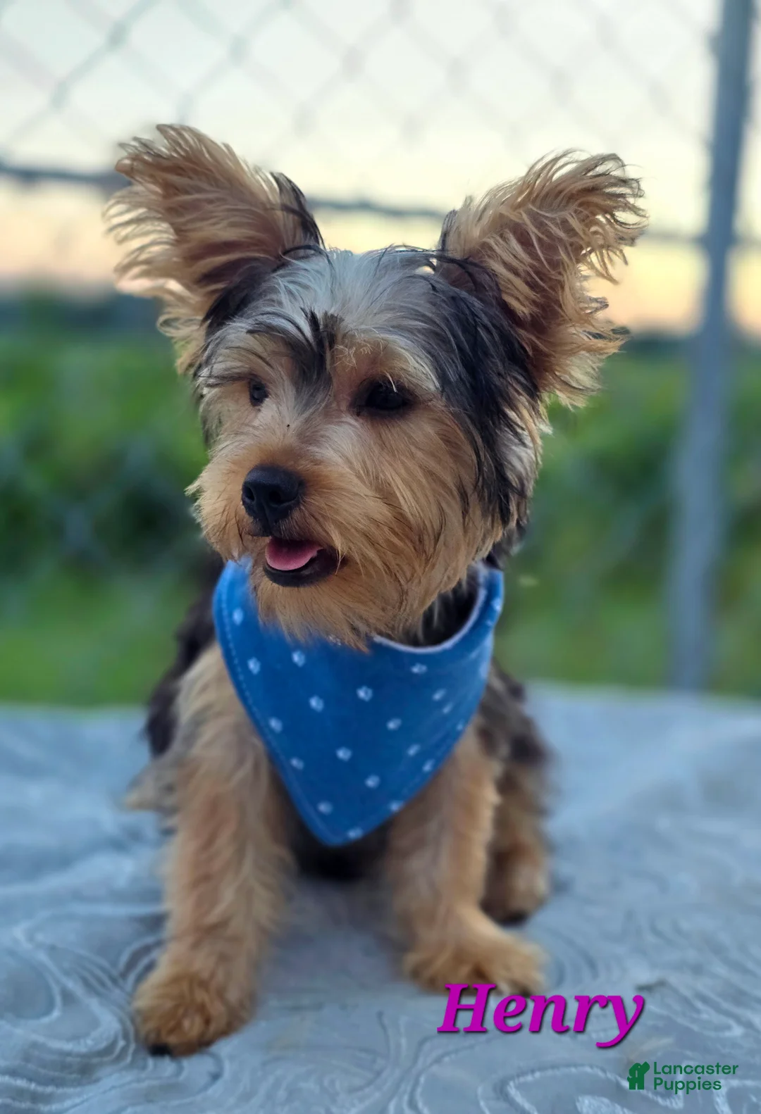 Yorkshire Terrier dogs for sale: Henry - Ad 2