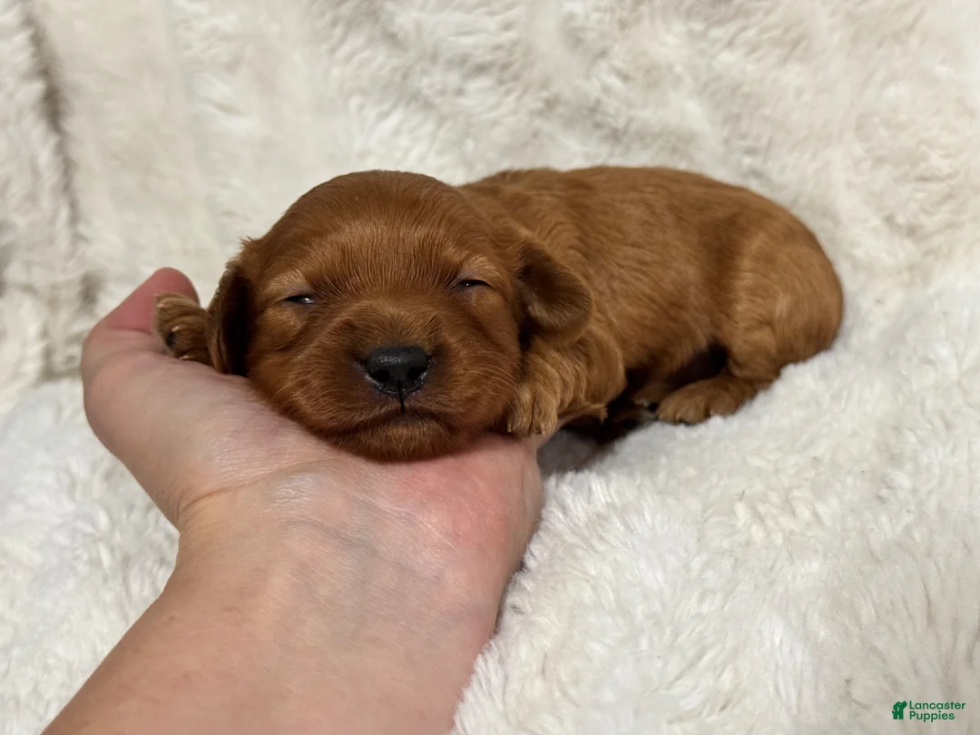 Cavapoo dogs for sale: Rosa - Ad 2