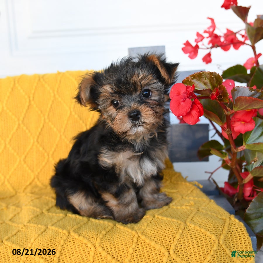 Yorkshire Terrier dogs Lylah - Ad 1