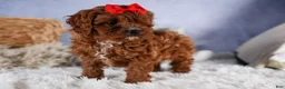 Cavapoo dogs for sale: GUS - Ad 18