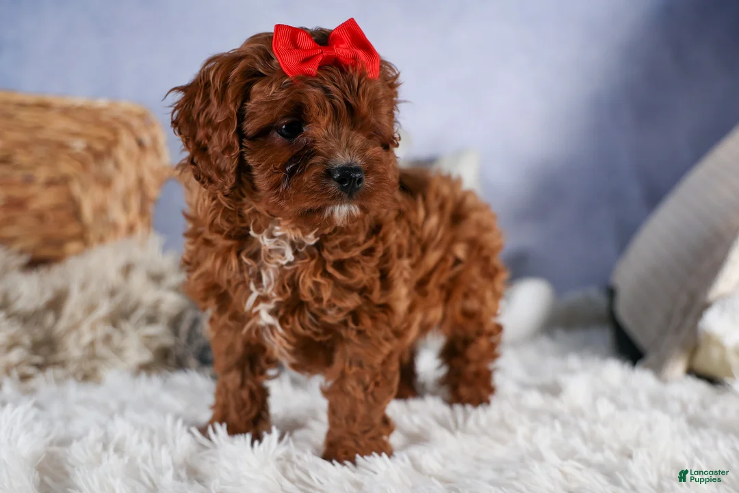 Cavapoo dogs for sale: GUS - Ad 18