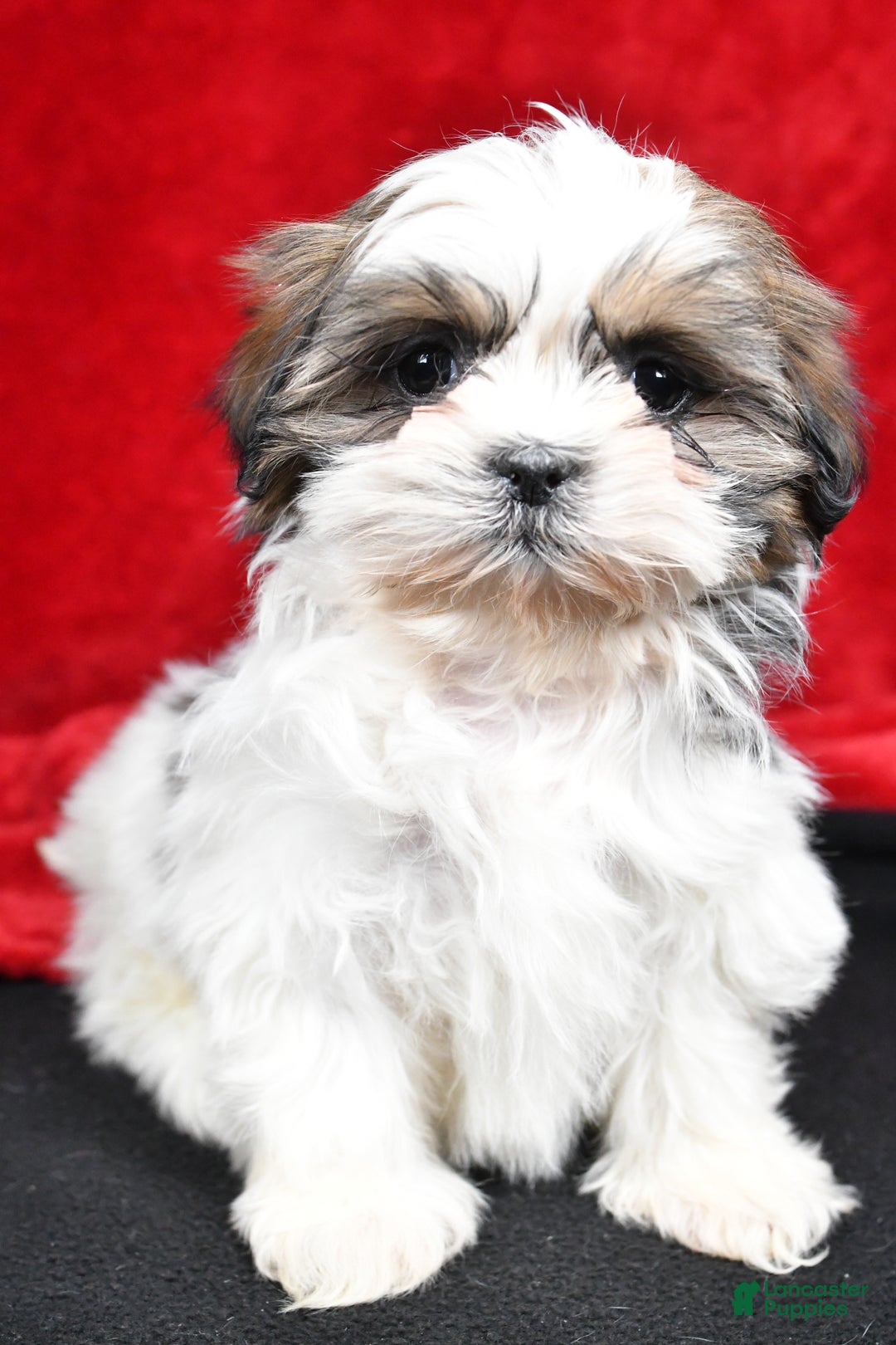 Shih Tzu dogs for sale: Bella - Ad 1