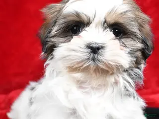 Shih Tzu dogs Bella - Ad 38