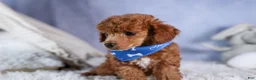 Toy Poodle dogs for sale: Tucker - Ad 7