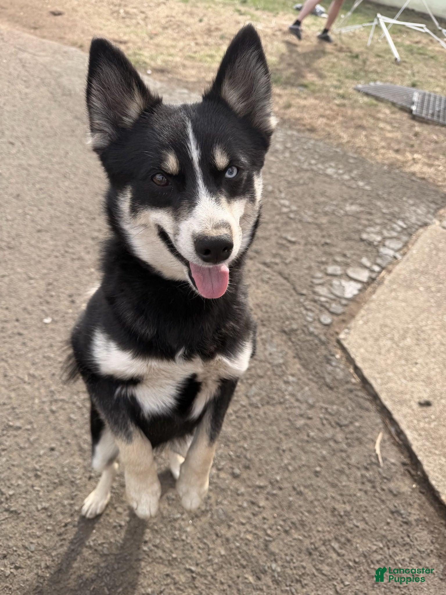 Pomsky dogs Boot - Ad 42