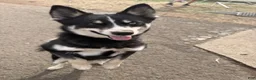 Pomsky dogs for sale: Boot - Ad 1