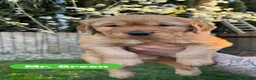 Golden Retriever dogs for sale: Mr. Green - Ad 1