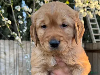 Golden Retriever dogs Mr. Green - Ad 13