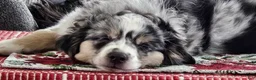 Miniature Australian Shepherd dogs for sale: Miniature Australian Shepherd Puppy 2 - Ad 9