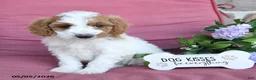 Miniature Poodle dogs for sale: Lilly - Ad 2