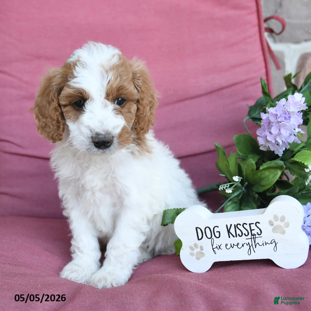Miniature Poodle dogs for sale: Lilly - Ad 2