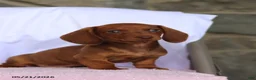 Miniature Dachshund dogs for sale: Calvin - Ad 5