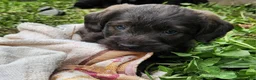 Labradoodle dogs for sale: Mr Red - Ad 6