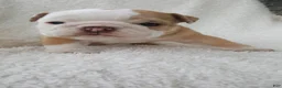English Bulldog dogs for sale: Callie - Ad 6