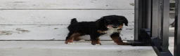 Miniature Poodle dogs for sale: Tanger - Ad 7