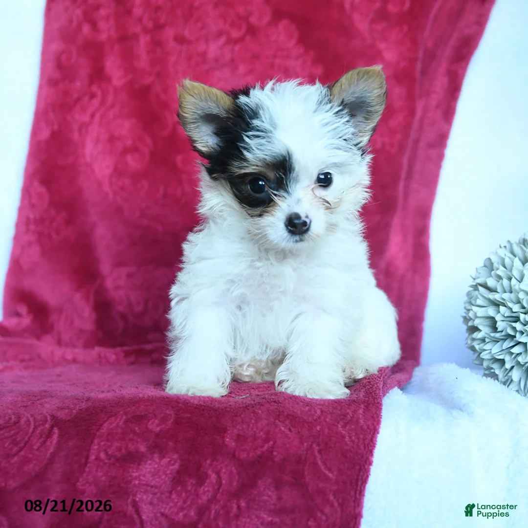 Yorkshire Terrier dogs for sale: Arthur - Ad 1