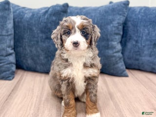 Mini Bernedoodle dogs - Ad 11