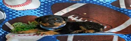 Rottweiler dogs for sale: Diesel - Ad 5