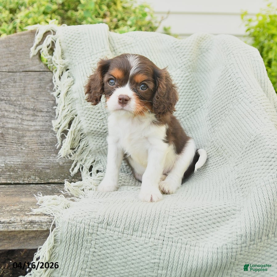 Cavalier King Charles Spaniel dogs Tammy - Ad 1