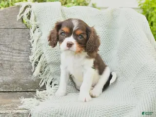 Cavalier King Charles Spaniel dogs for sale: Tammy - Ad 3