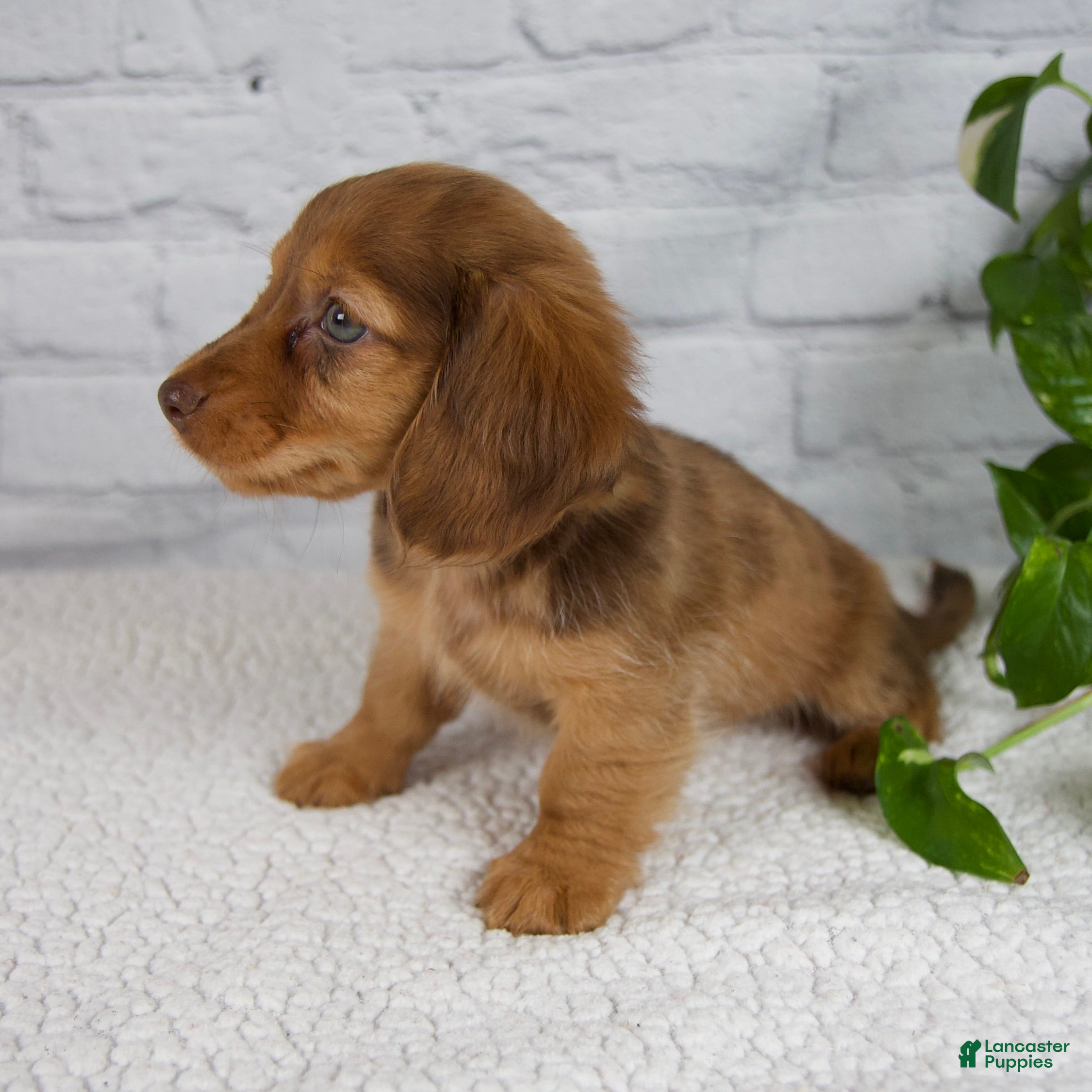 Miniature Dachshund dogs Brinley - Ad 2