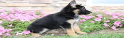 German Shepherd dogs for sale: Hailey - Ad 6
