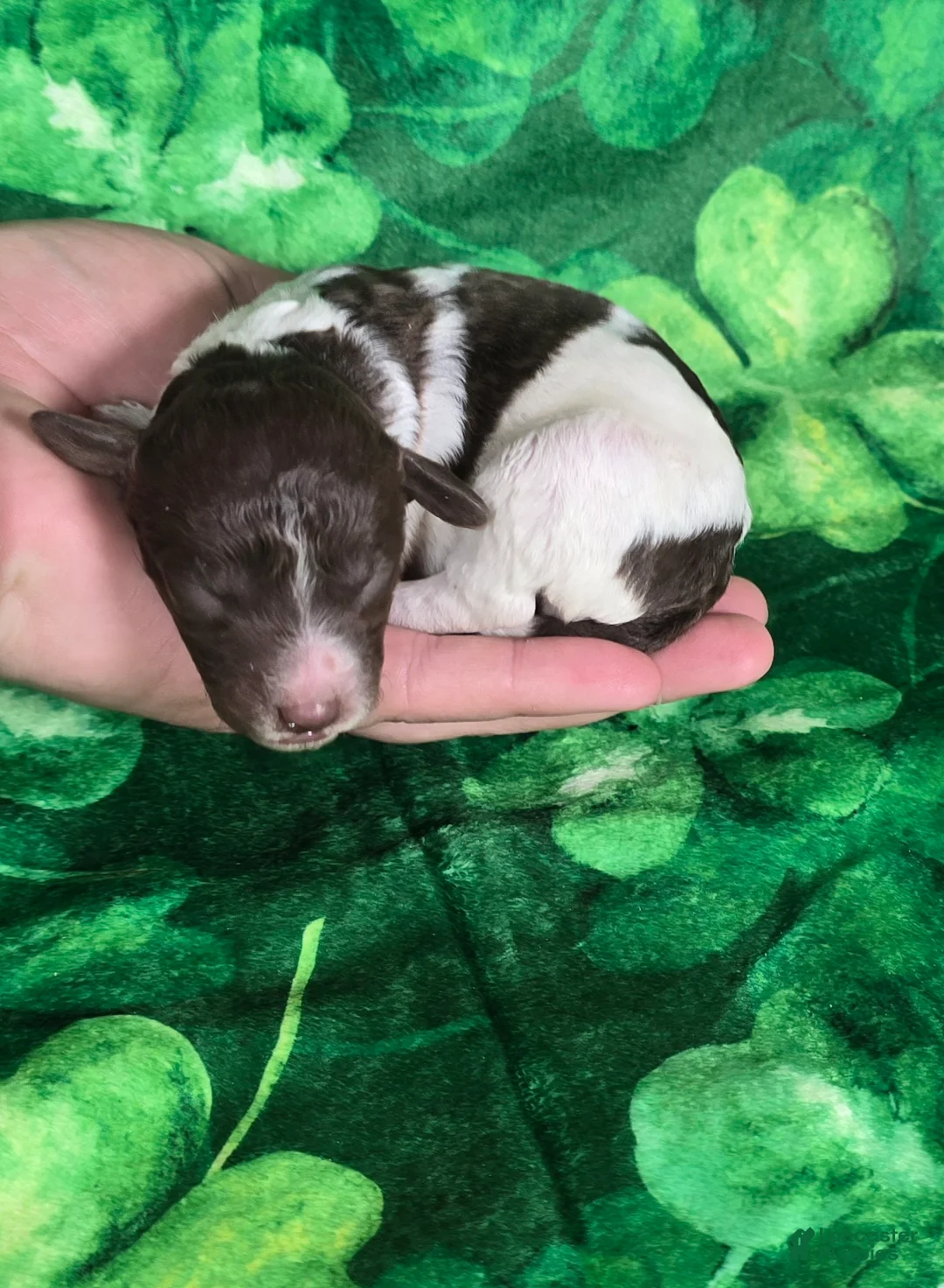 Mini Goldendoodle dogs for sale: Verona - Ad 2