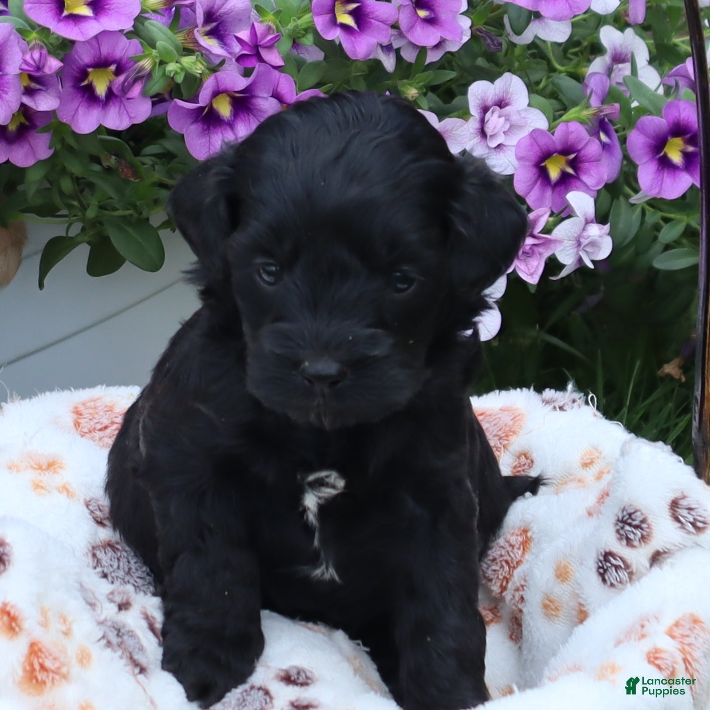 Mini Goldendoodle dogs Flora - Ad 1