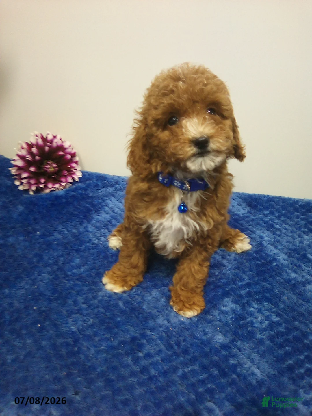 Toy Poodle dogs for sale: Willis - Ad 4