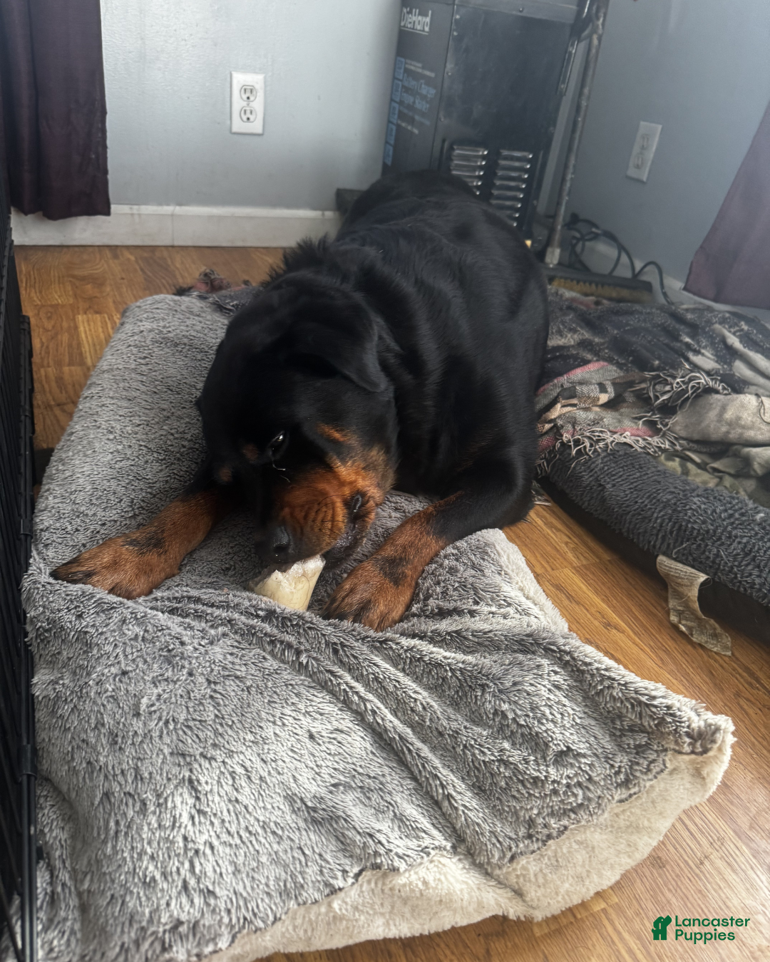 Rottweiler dogs Dora - Ad 2