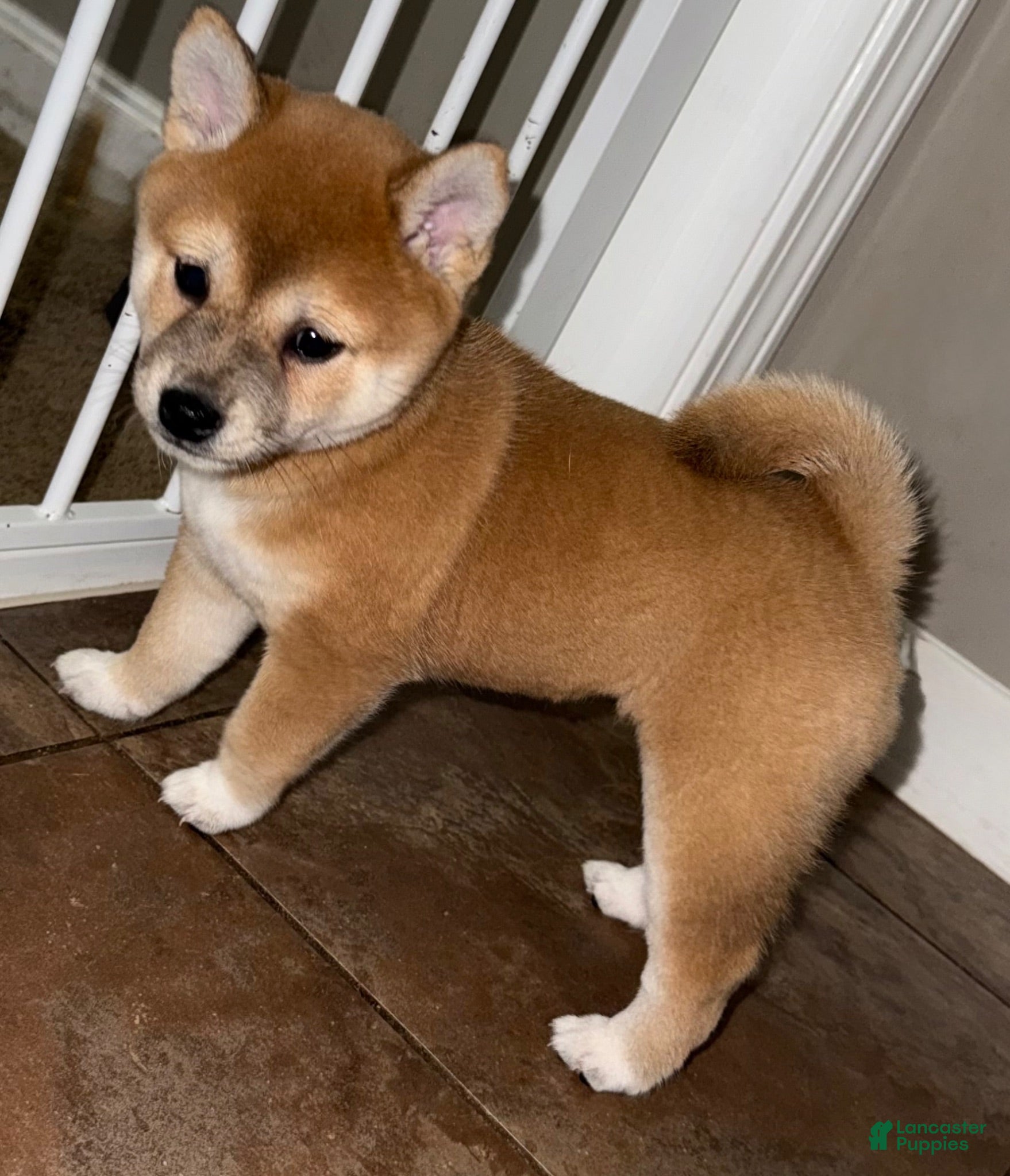 Shiba Inu dogs for sale: Munchkin - Ad 3