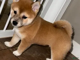 Shiba Inu dogs Munchkin - Ad 30