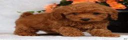 Havapoo dogs for sale: Fern - Ad 3