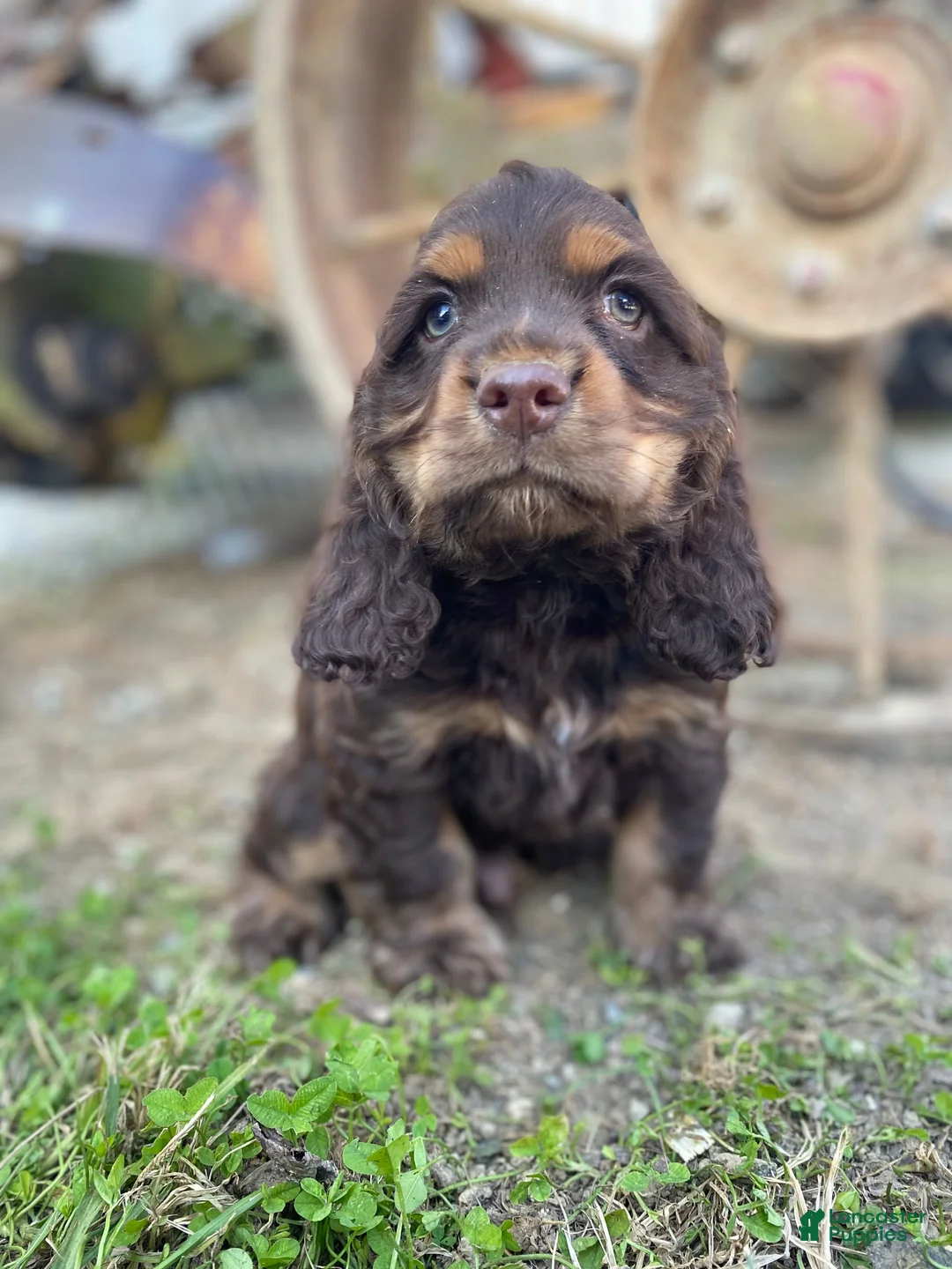 Cocker Spaniel dogs for sale: Harry - Ad 9