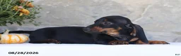 Dachshund dogs for sale: Sue - Ad 3