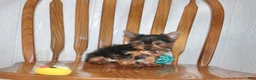 Yorkshire Terrier dogs for sale: Champ - Ad 7