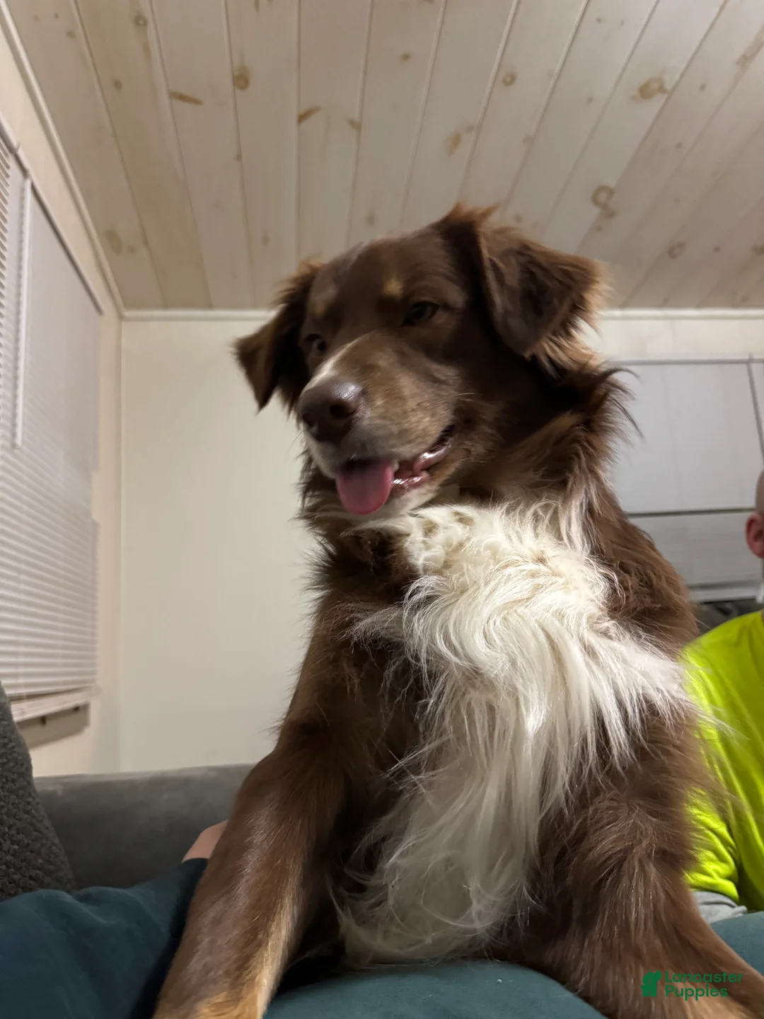 Australian Shepherd dogs for stud: Jensen - Ad 1