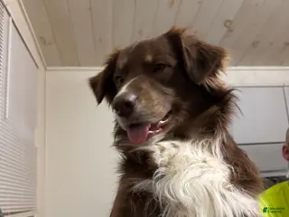 Australian Shepherd dogs for stud: Jensen - Ad 4