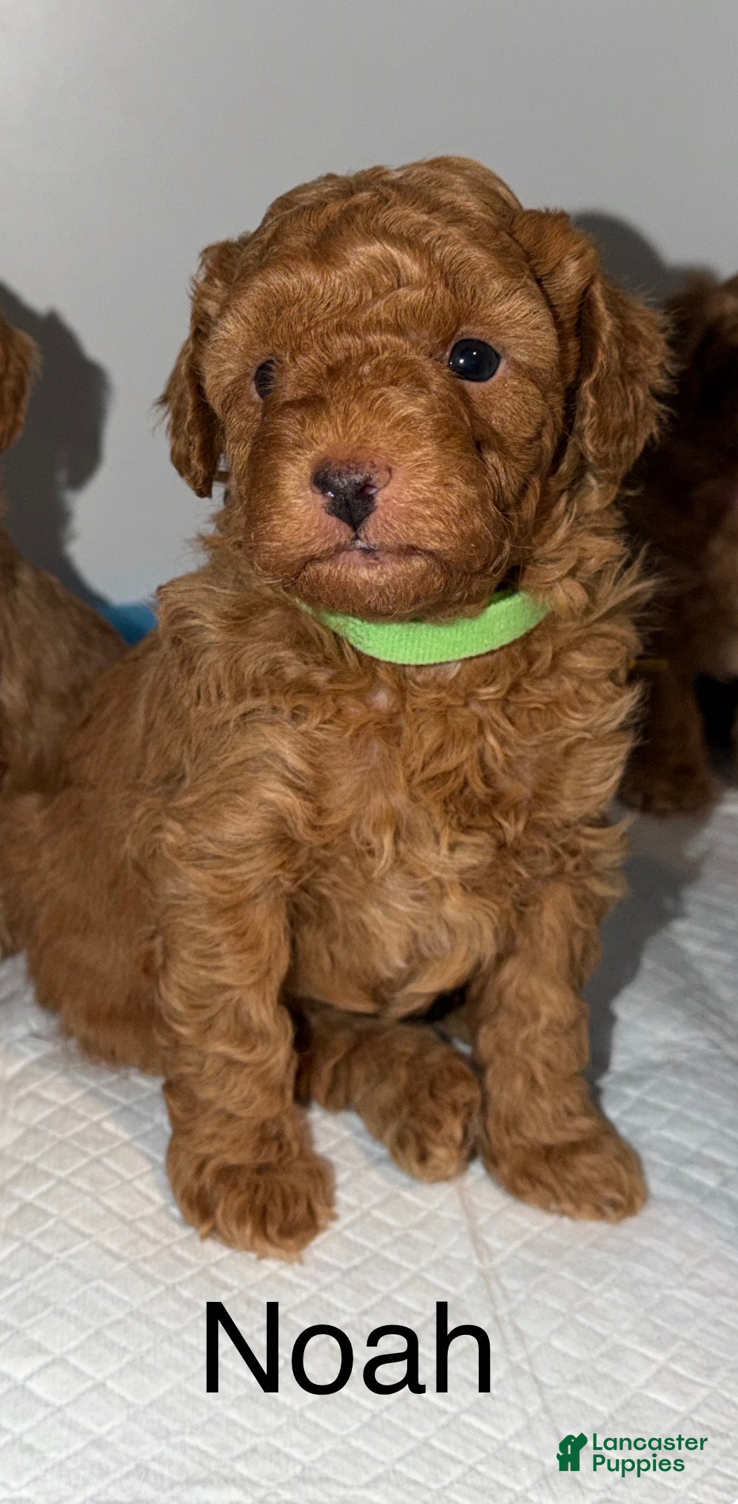 Miniature Poodle dogs for sale: Miniature Poodle Puppy 1 - Ad 1