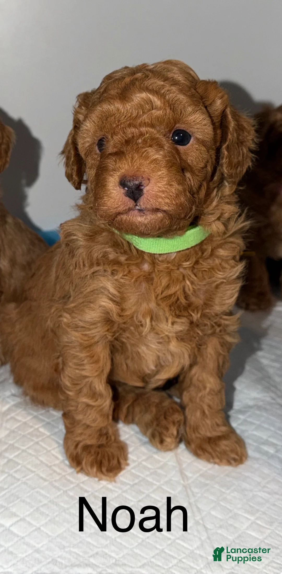 Miniature Poodle dogs for sale: Miniature Poodle Puppy 1 - Ad 1