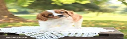 Cavalier King Charles Spaniel dogs for sale: Hugo - Ad 2