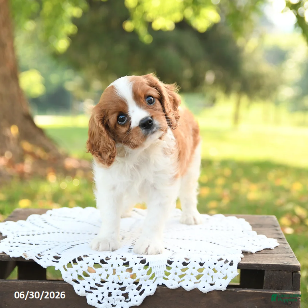Cavalier King Charles Spaniel dogs for sale: Hugo - Ad 2