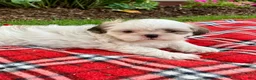 Shih Tzu dogs for sale: Scout - Ad 5