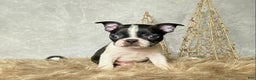 Boston Terrier dogs for sale: Buddy  - Ad 2