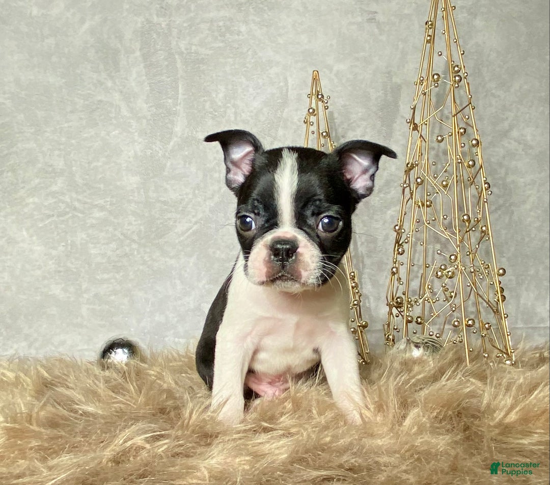 Boston Terrier dogs for sale: Buddy  - Ad 2