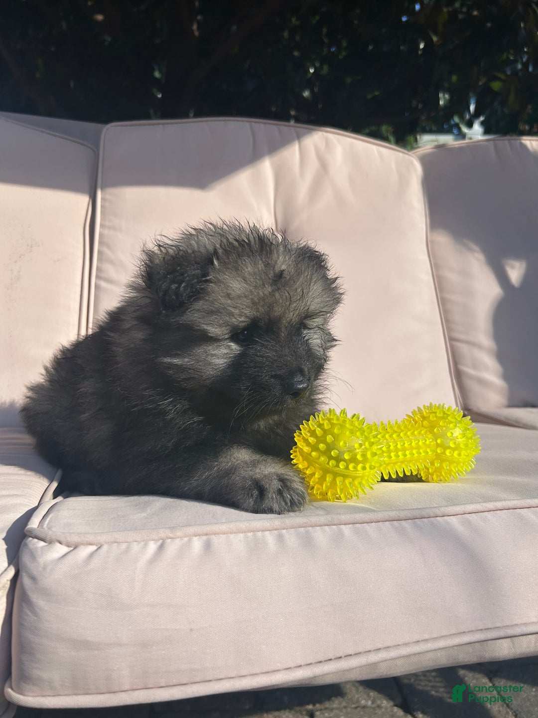 Keeshond dogs for sale: Archi - Ad 9