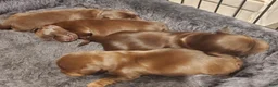 Miniature Dachshund dogs for sale: Miniature Dachshund Puppy 1 - Ad 1